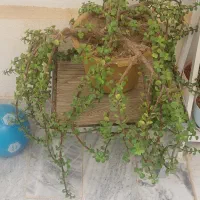 گل خرفه و ماری