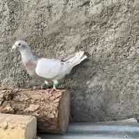 قوره ای نر