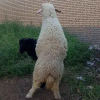 گوسفند بره