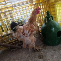 خروس برهما