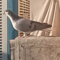 کبوترماده دمگیر بدرنگ خرقه