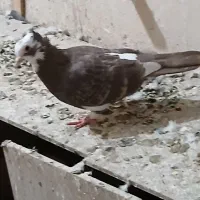 سه تا ماده قره کاکلی