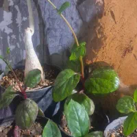 لوبیا سحر آمیز