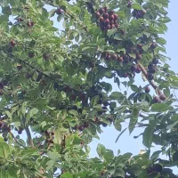 ویلایی خوش نقشه نورگیر زیاد وحیاط بزرگ