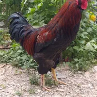 خروس قول