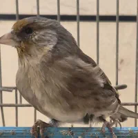 سیر قناری