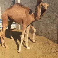 هره شتر ریز
