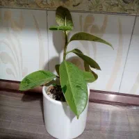 گل طبیعی فیکوس