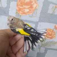 جوجه سهره