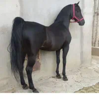 موتور معاوضه با اسب