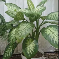 دیفن پربرگ وآگلونما
