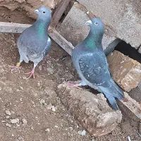 مسافتی