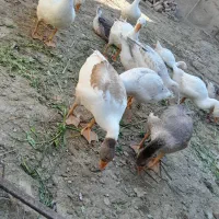سلام ۱۰تا جوجه غازهای محلی ک بزرگ شدن محلی کرچ شو