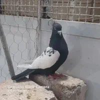 کفتر طوقی دمسفید دمبی سینه ای راعبی اصل زاغ گرفتنی