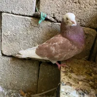 چهار کبوتر زیبا