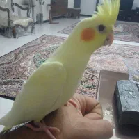 عروس هلندی دو ماهه درجه یک