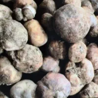 دنبلان(اغر)