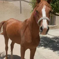 اسب نر عرب