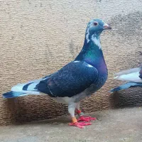 جان آردن