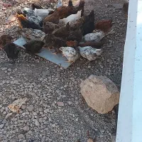 جوجه محلی
