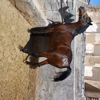 ۶دانگ مادیان نوزین دو سر شجره