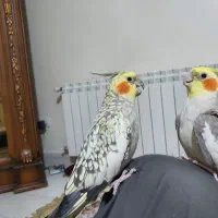 عروس هلندی جفت خورده