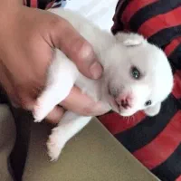 توله پامر کراس نر سه ماه و نیم سایز صفر/فی ۵