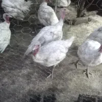 ۱۰بوقلمون