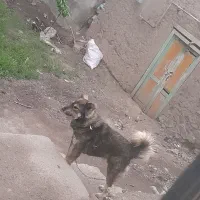 سگ ژرمن ۲ ساله