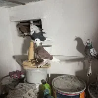 کفتر تهرانی