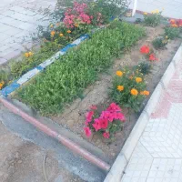 باغ انگور 400متر جاده سلماس شیخ سرمست