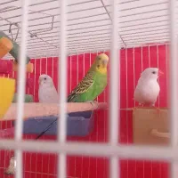 مرغ عشق و عروس هلندی