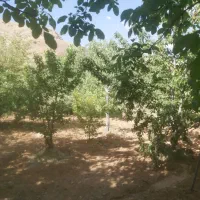 فروش-باغ-میوه-و-انگور-در-بخش-سیروان