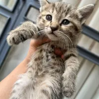 واگذاری بچه گربه دوماهه