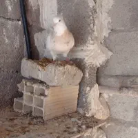کبوتر