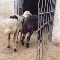 با سلام دو بره ماده فروش