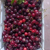 آلبالو فرنگی