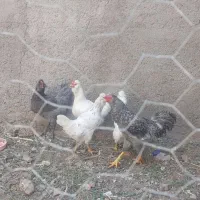 تخم مرغ گلین