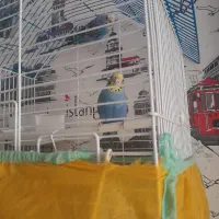 یه جفت مرغ عشق با قفس