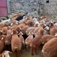 کف کف کف قیمت بره نرینه دام زنده مستقیم از کوهسار