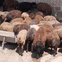 گوسفند تخمی زنده