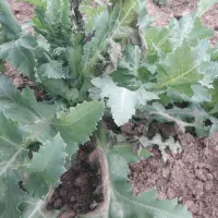 کارگر برای وجین