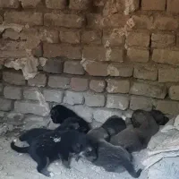 پژدر|سگ|نهاوند, |دیوار