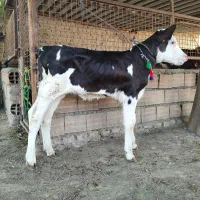 1 عدد گوساله سیمینتال ماده درجه یک نژاد شیری