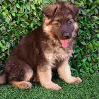 توله ژرمن کینگ