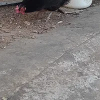 مرغ تخم گذار
