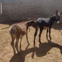 الاغ