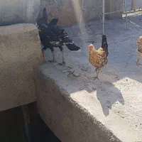 بوقلمون محلی