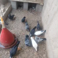 کبوتر