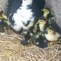 اردک‌اسراعیلی‌همراه‌مادر‌